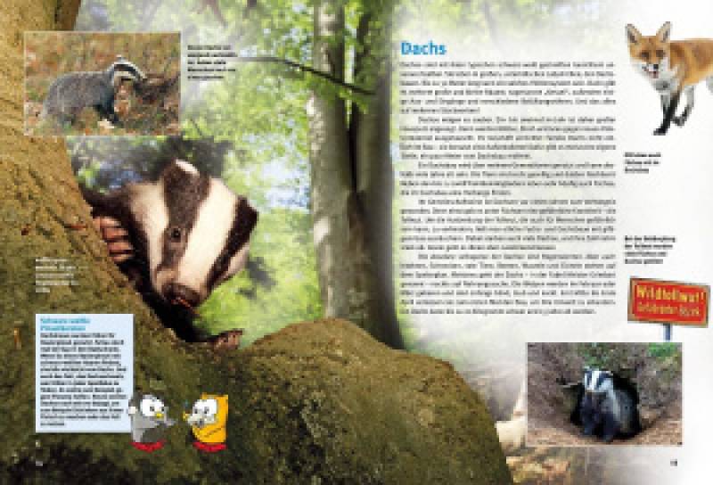 Preview: Entdecke heimische Wildtiere